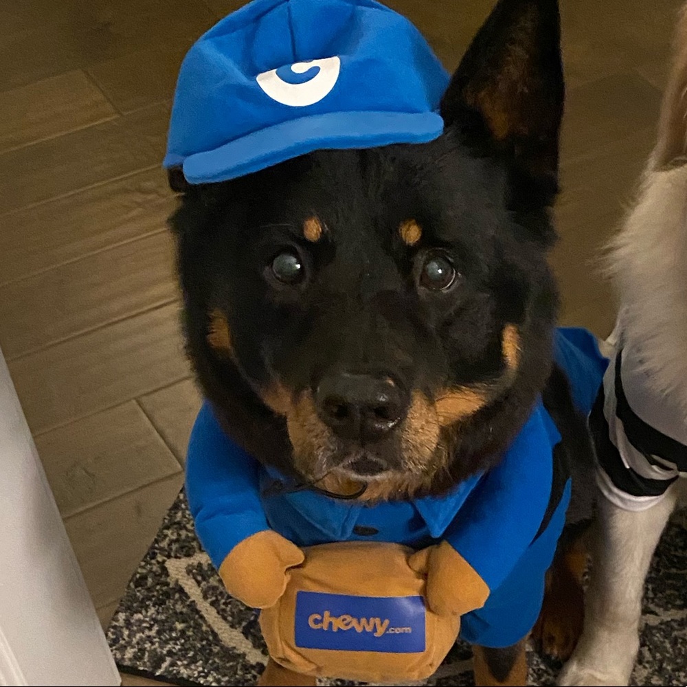 NWT dog Halloween costume chewy deliver boy